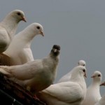 Doves