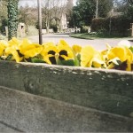 Pansies
