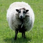 Sheep