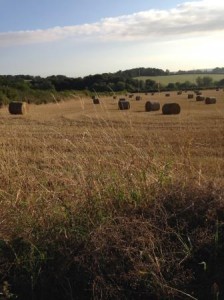 Harvest 2014